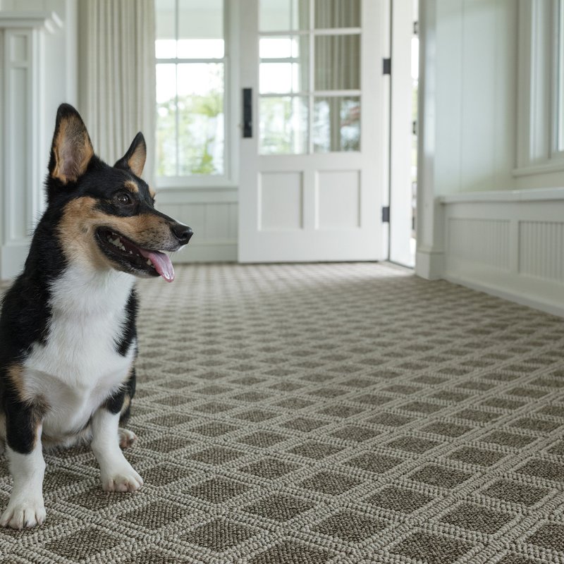 small dog on carpet with fireplace in background